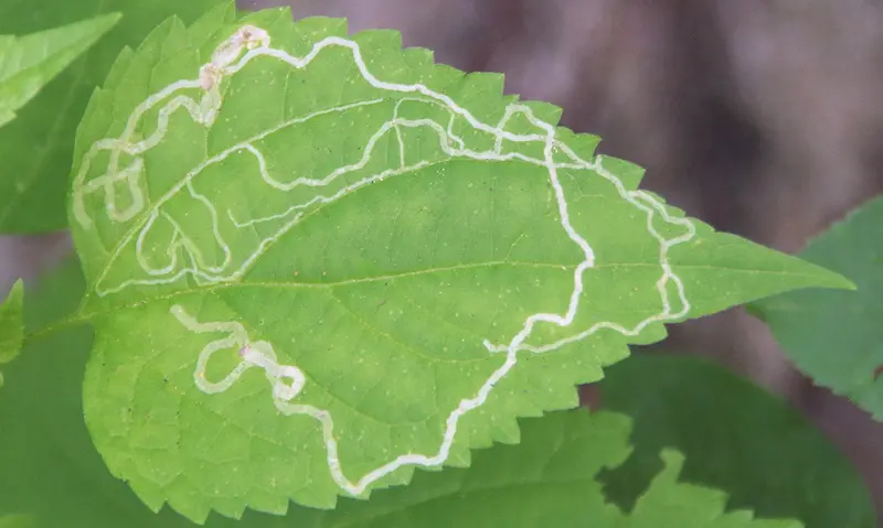 leaf miner bug pattern
