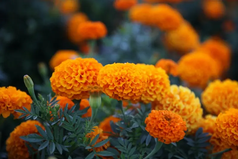 marigold tomato companion plant 
