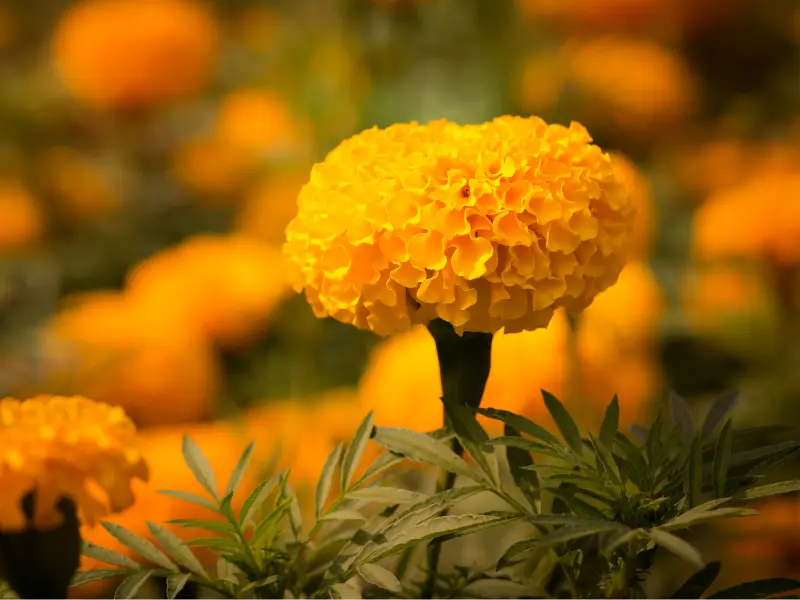 marigolds