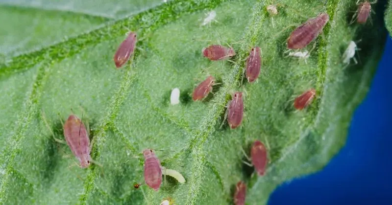 Potato Aphids