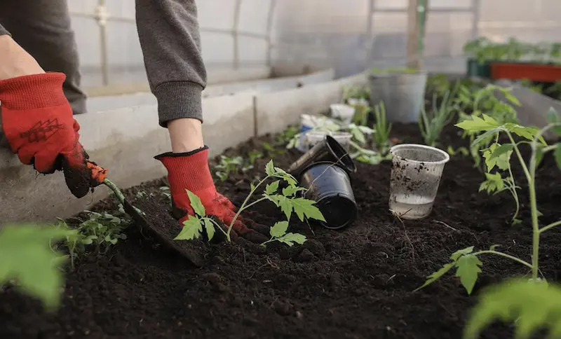 Prevent Tomato Root-Knot Nematodes