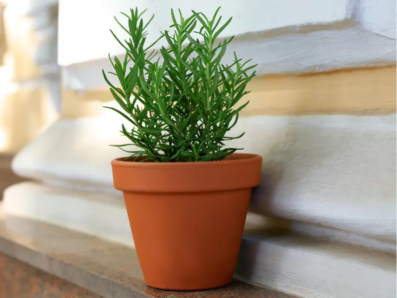 rosemary plant