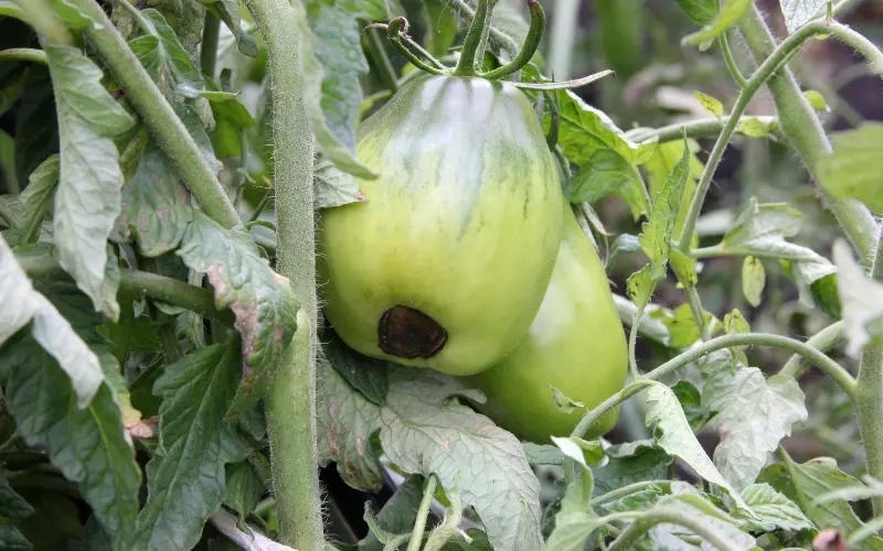 rotting green tomato