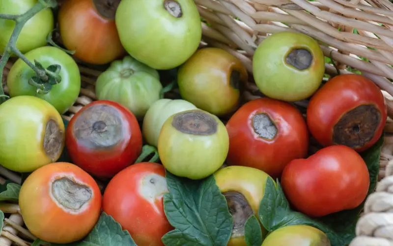 Rotting tomatoes
