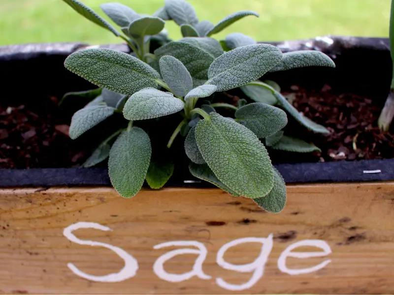 sage