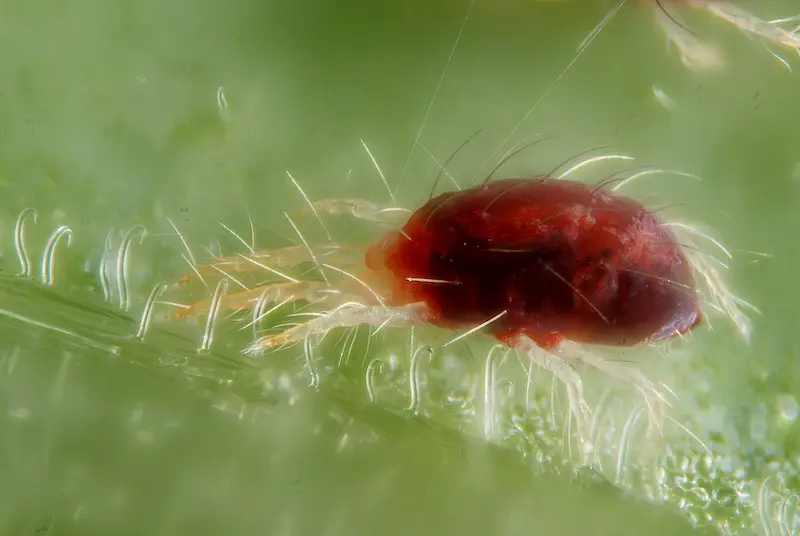 spider mites