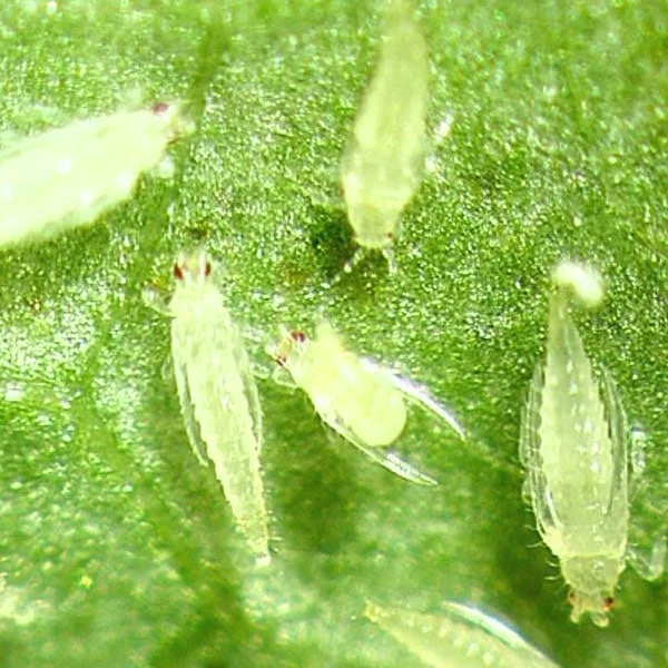 thrips