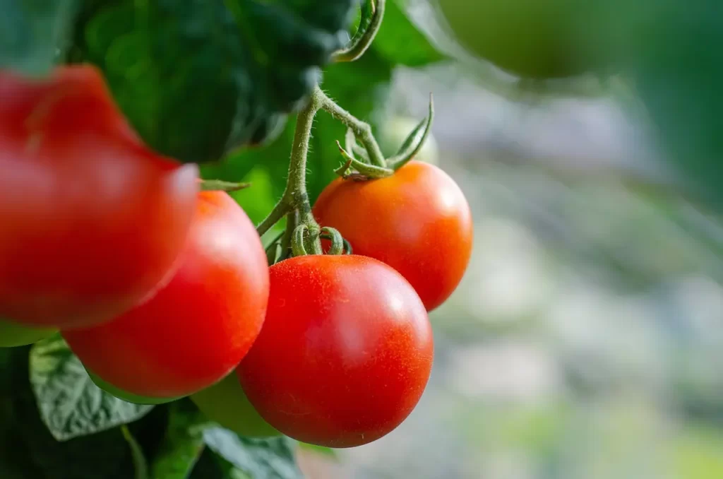 healthy tomato plants
