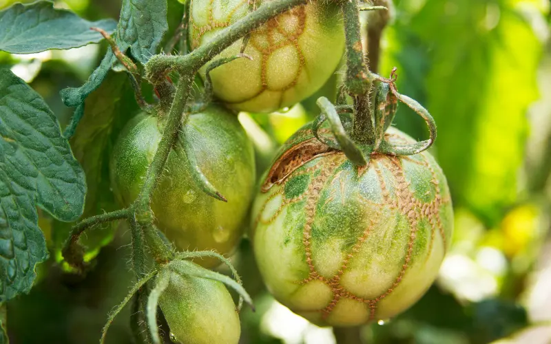 tomato zipper