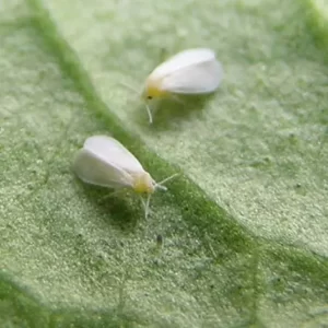 whiteflies 