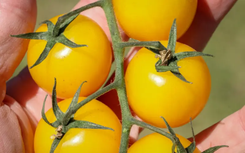 yellow tomatoes
