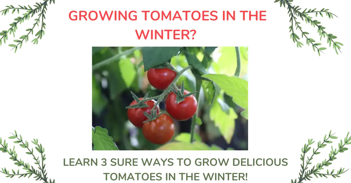 Growing tomatoes in the winter