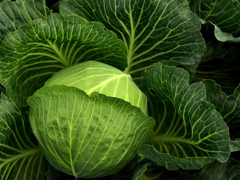 do not plant cabbage near tomatoes
