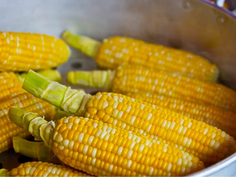 never plant corn next to tomatoes