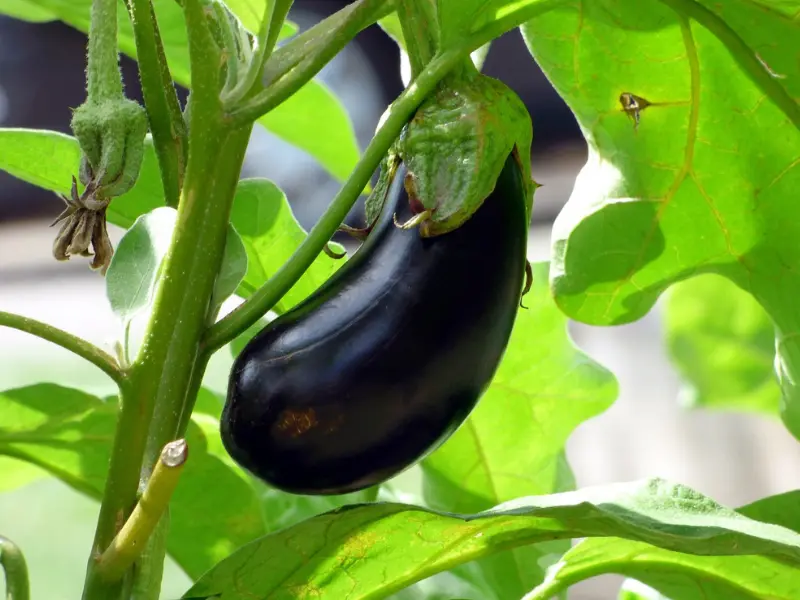 never plant eggplants and tomatoes together