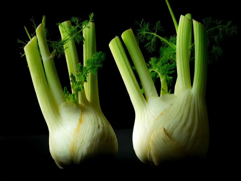 do not plant fennel and tomatoes together