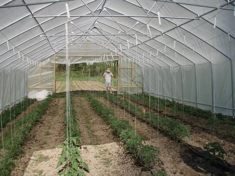  greenhouse tomato plants