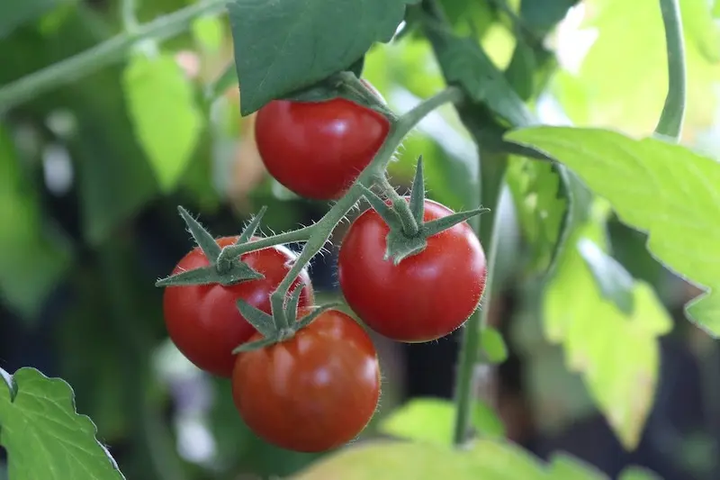 tomato plants indoors during winter