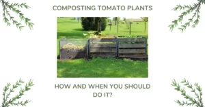 Compost tomato plants
