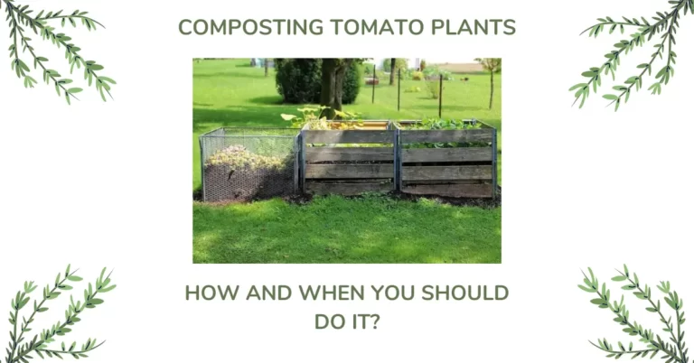 Compost Tomato Plants – How and When You Should Do It?