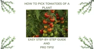 How to pick tomatoes off a plant