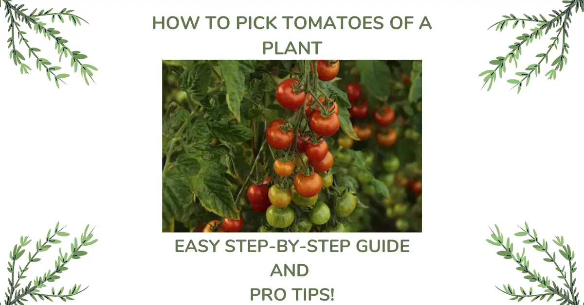 How to pick tomatoes off a plant