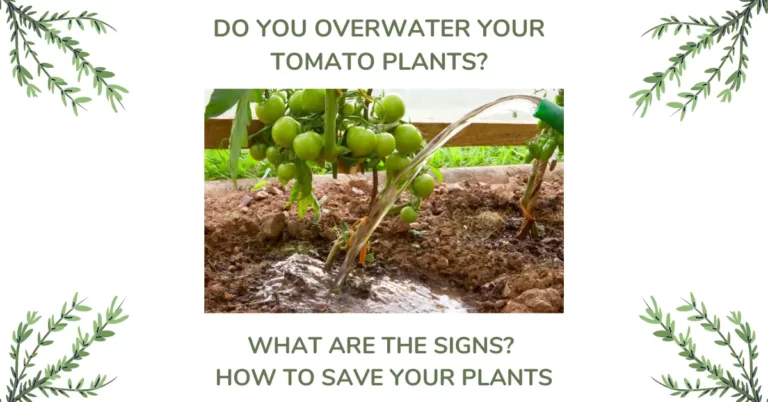 6 Signs You Overwater Tomato Plants – Advanced Tips to Save Them