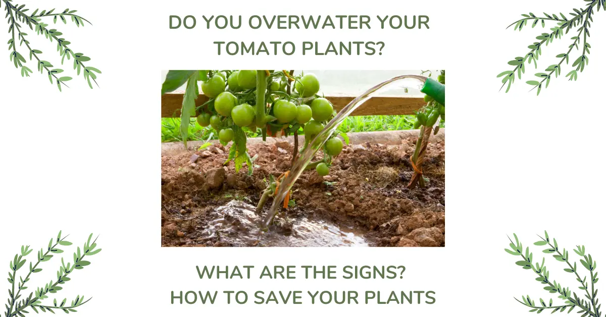 Overwater Tomato Plants