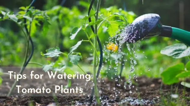 Pro Tips On Watering Tomato Plants