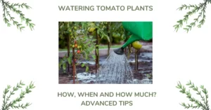 Watering Tomato Plants