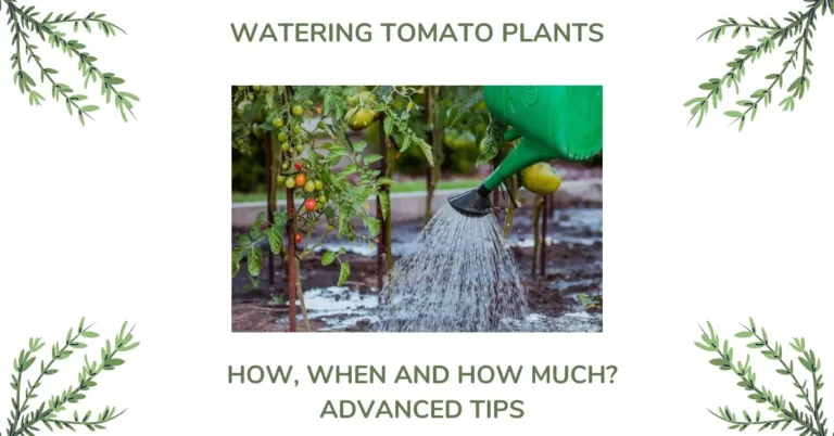Watering Tomato Plants – The Complete Guide