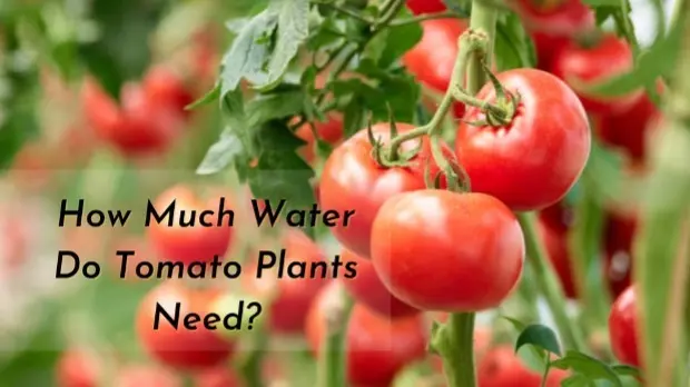 how much water do tomato plants need