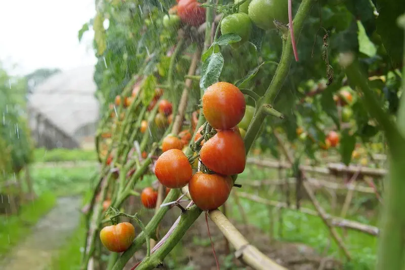 raining on tomato plants
