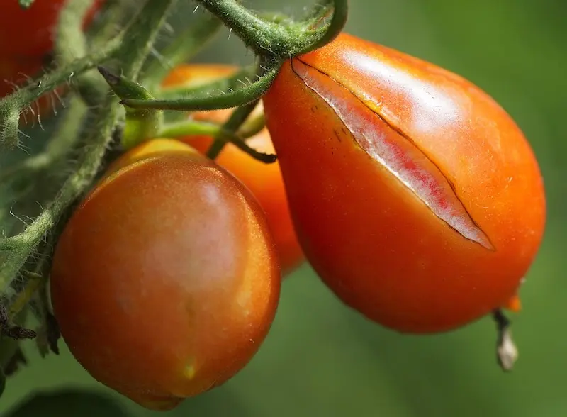 tomato cracks