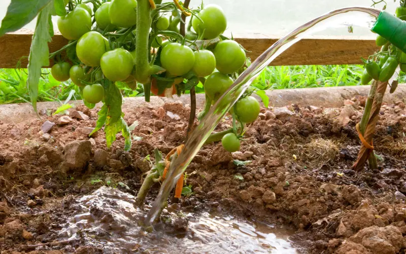watering tomato plant

