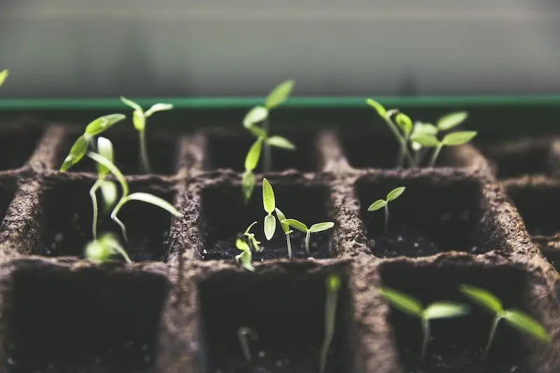 tomato seedlings