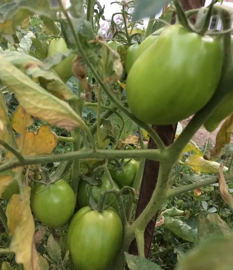 tomato with yellow leaves