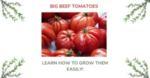 Big Beef Tomato