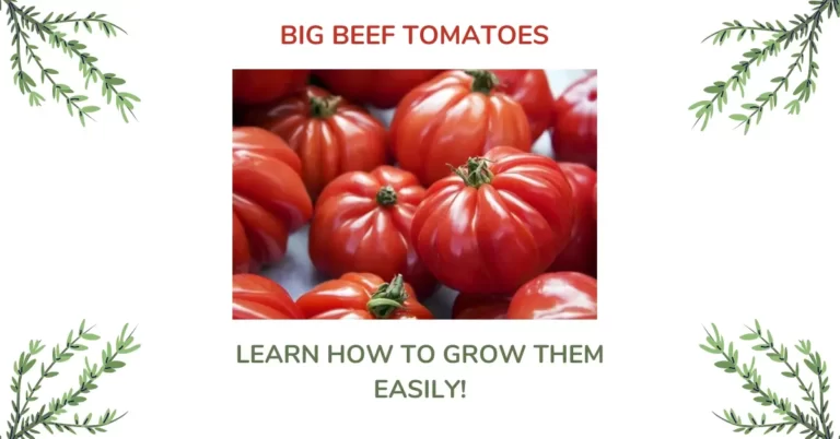 Big Beef Tomato: The ONLY Growing  Guide You Need