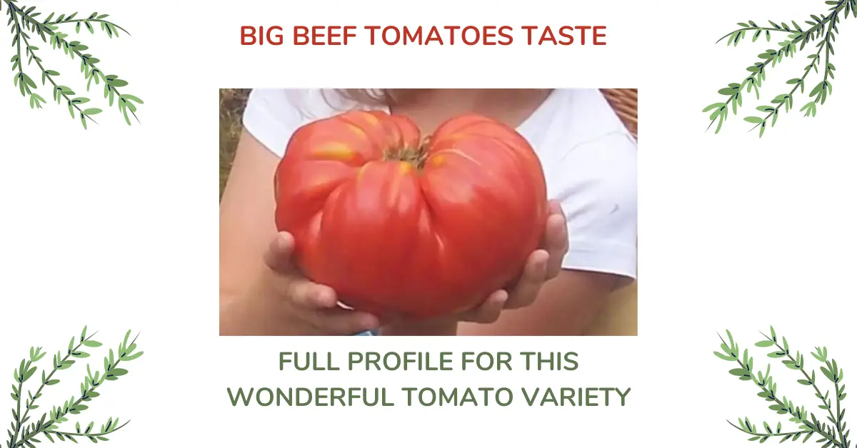 Big Beef Tomato Taste