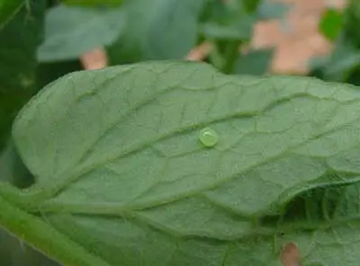 hornworm egg on tomato leaf