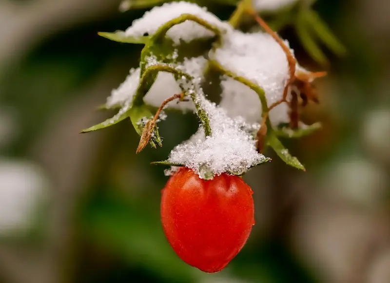 snow on cherry tomatoes
