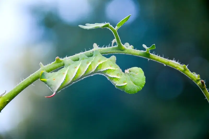 tobacco hornworm
