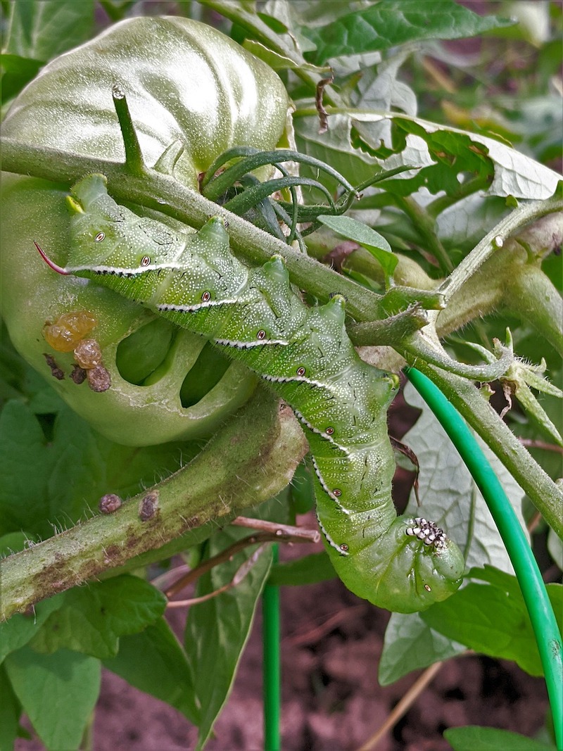 tomato hornworm crawling