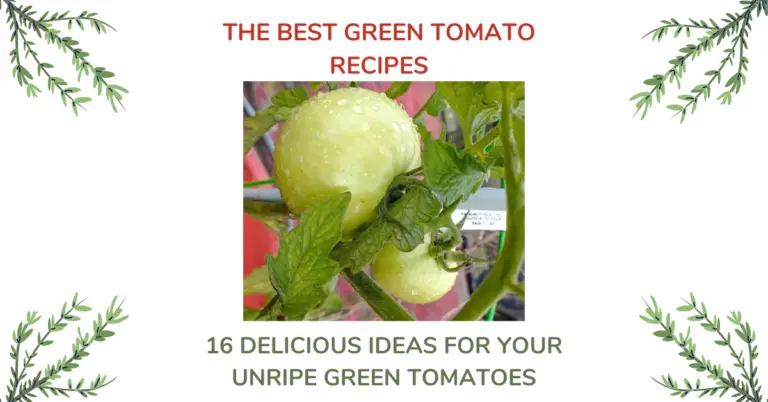 16 Best Green Tomato Recipes For Unripe Green Tomatoes