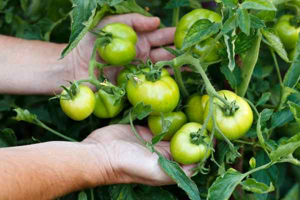 green tomato recipes