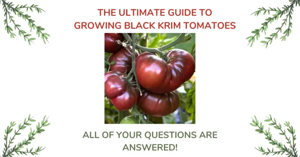 Black Krim Tomatoes