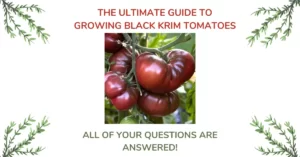 Black Krim Tomatoes