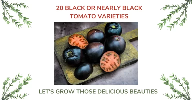 A Guide to 20 Black Tomato Varieties (or Almost Black)[Photos]