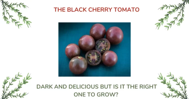 Black Cherry Tomato – The ONLY Guide You Need! [with photos]